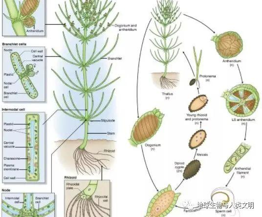 藻类植物 生物圈图片