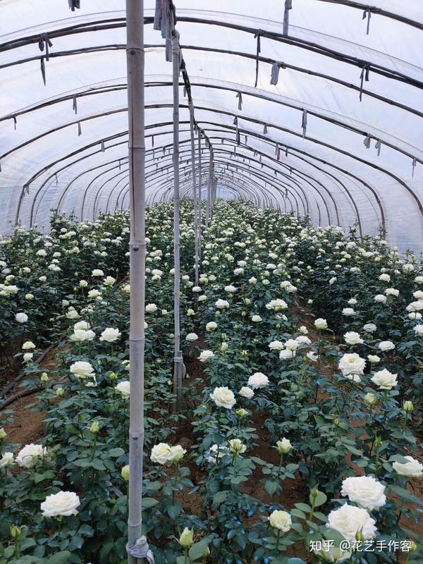 花农自己的白玫瑰种植大棚