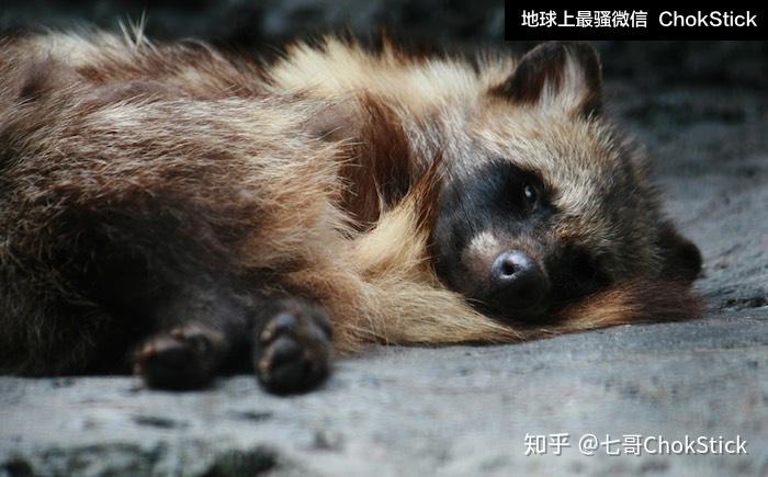 为什么日本画中的狸猫都有个巨大睾丸? - 知乎