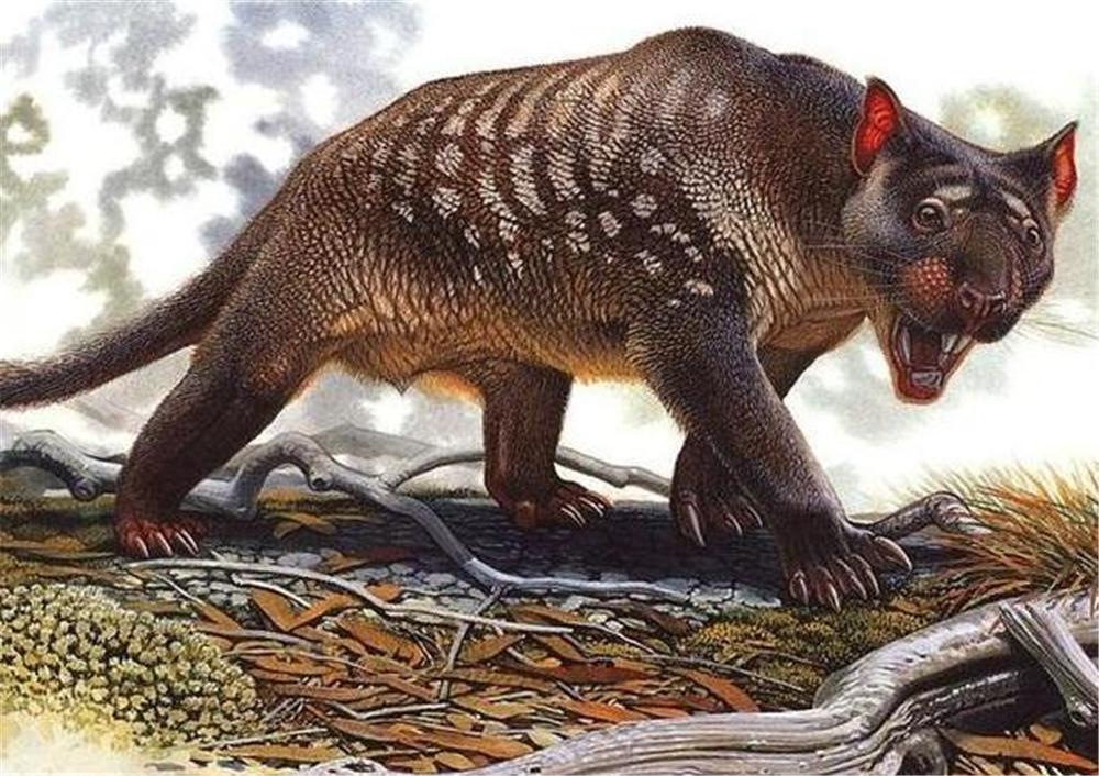 澳洲发现一种远古狮子,牙齿能咬断骨头,腹部藏有一个育儿袋