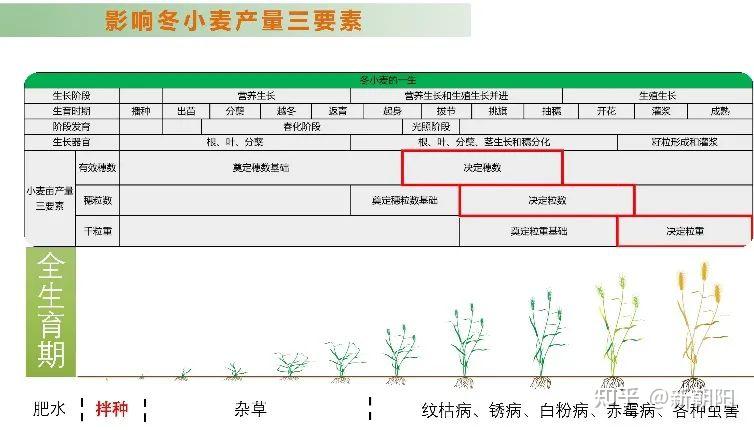 天然芸苔素硕丰481:小麦拌种有窍门,怎么拌?拌多少? - 知乎