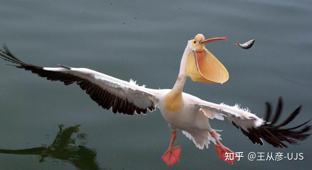 生物界的捕食 - 知乎