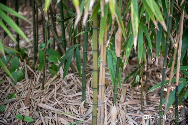 竹子是圆的?其实还有方的!广东佛山西樵山竟然长出了方形的竹子 - 知乎
