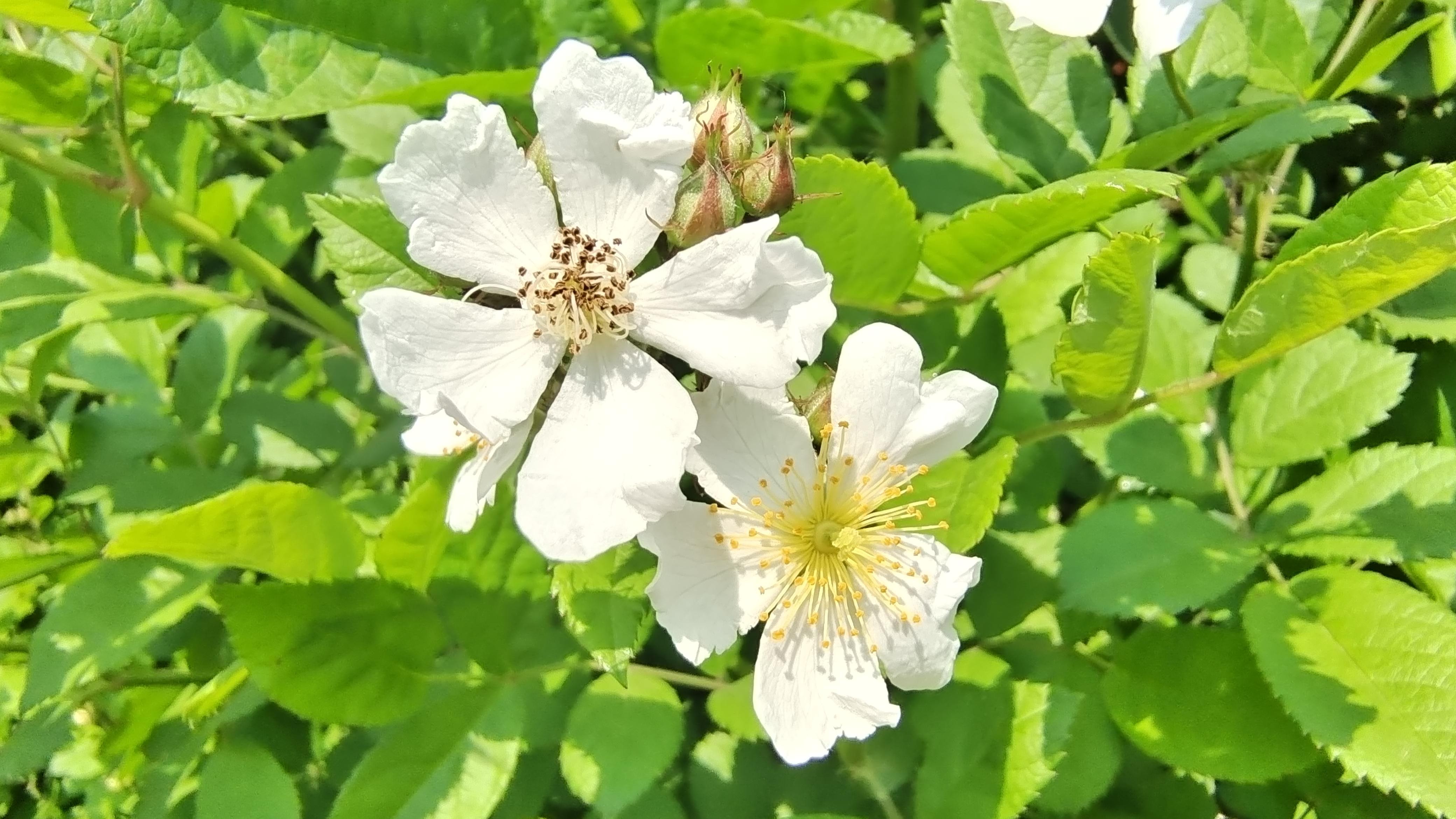 美丽吉安之赏花系列白色野蔷薇花开烂漫