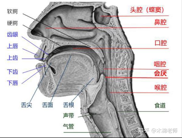 如何在发音中训练喉头位置的稳定状态? - 知乎