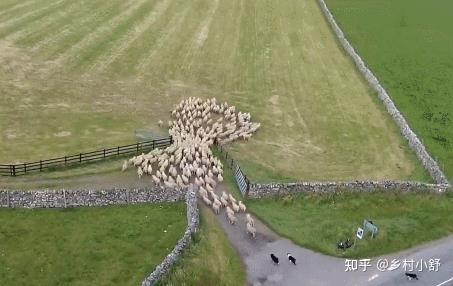为什么狼群不敢攻击有牧羊犬保护的羊群?狼群难道打不过一条狗? - 知乎