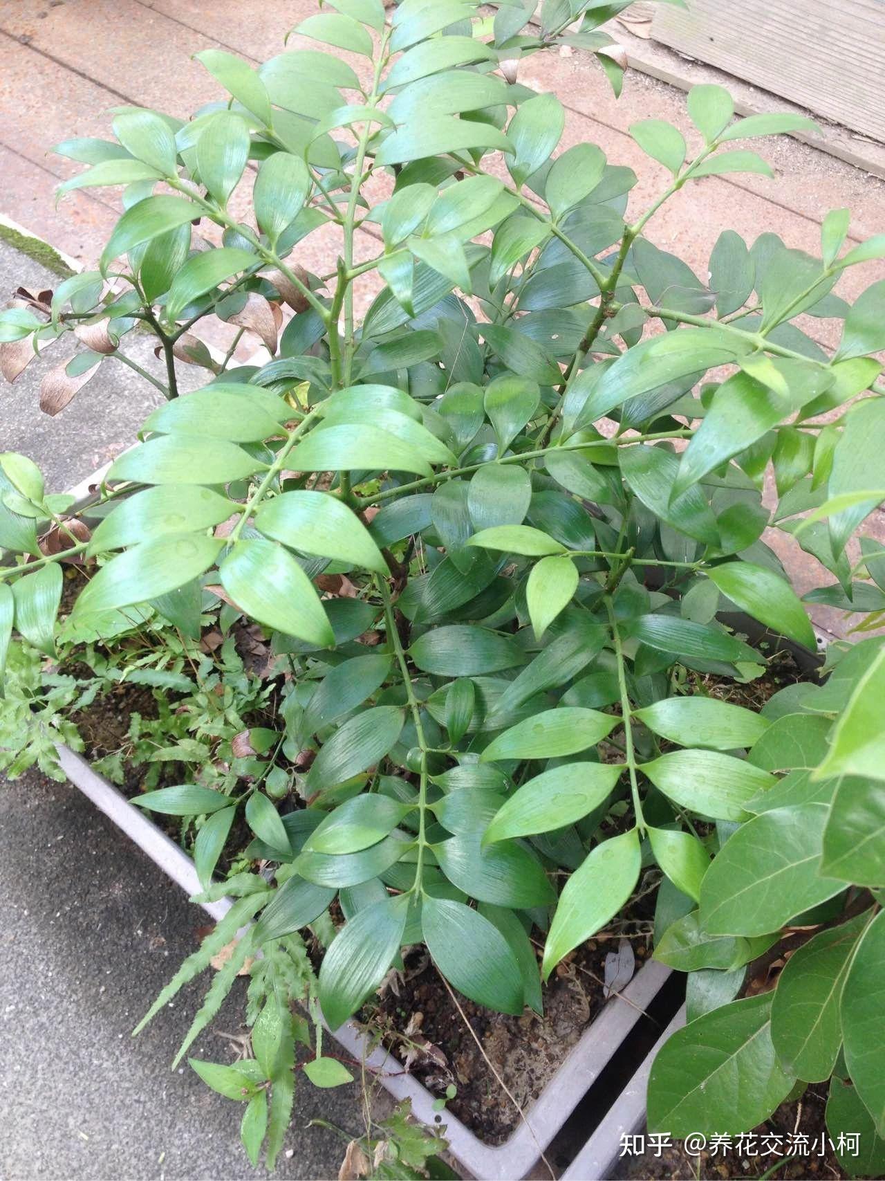 用播种的方法培育盆栽竹柏，幼苗极其耐阴，很适合养在室内 - 知乎