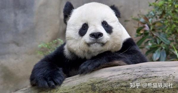 大熊猫高高，凭自己本事混到编制，30多岁了依然奶里奶气 知乎