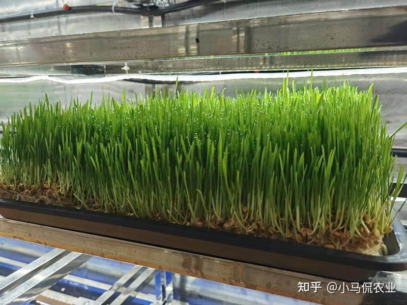 陕北发展水培牧草解决饲草短缺难题麦芽7天长15公分一斤03元