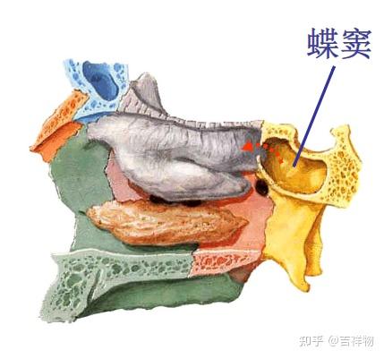 系统解剖学笔记1-颅骨 - 知乎