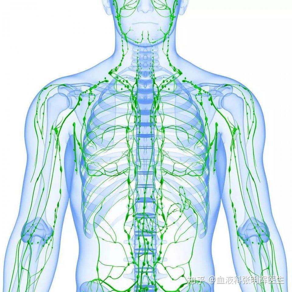 背部淋巴结分布位置图图片