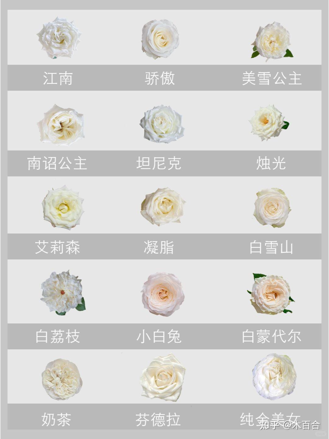 玫瑰95图鉴|140种不同颜色的玫瑰
