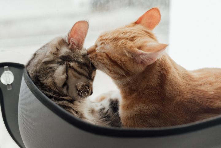 万物复苏的季节 说说猫咪发情的那些事 - 知乎