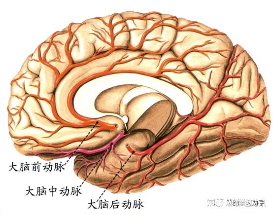 颅底血管环解剖图图片