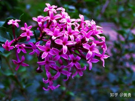 丁香花的相关知识(丁香花的相关知识介绍)