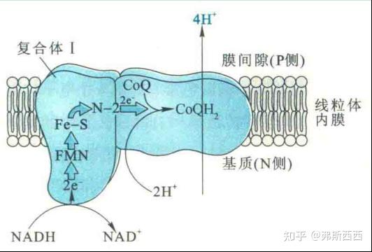 生物化学呼吸链的画图图片