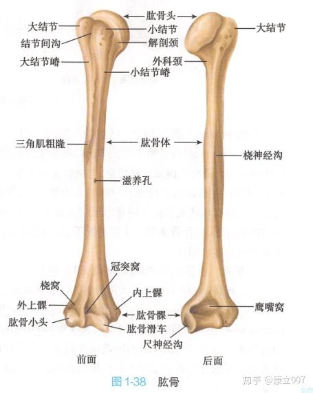 小臂单骨双骨图解图片