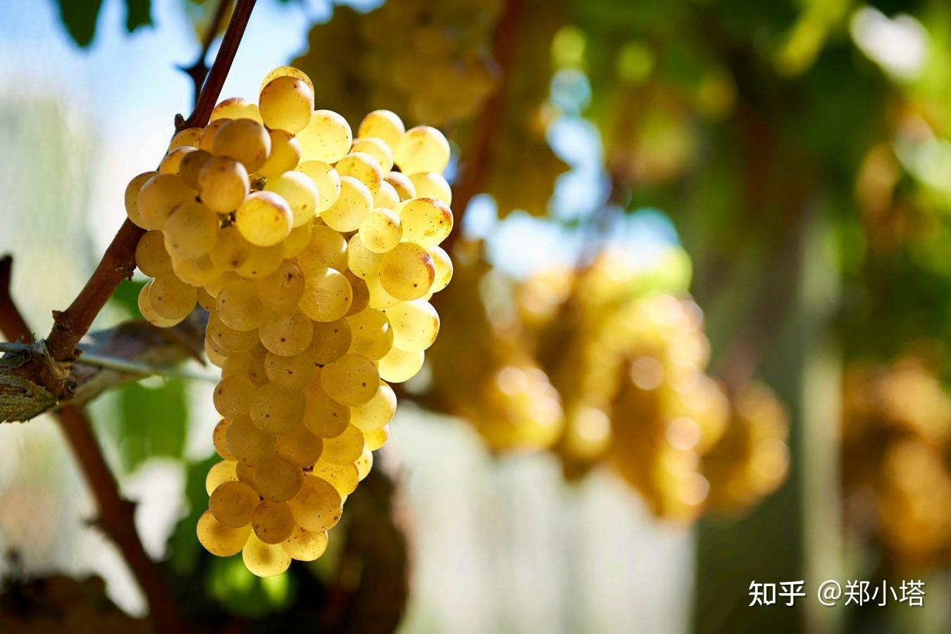 喝“白葡萄酒”之前,我们要知道什么? - 知乎