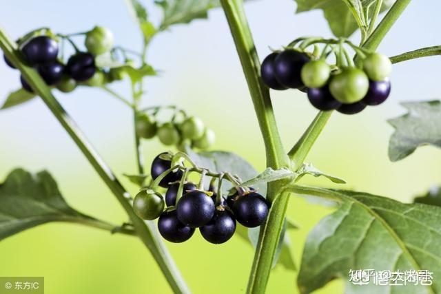 说吃多了容易中毒,其实就是"狗奶子"的果实中含有龙葵素,茄碱等有毒