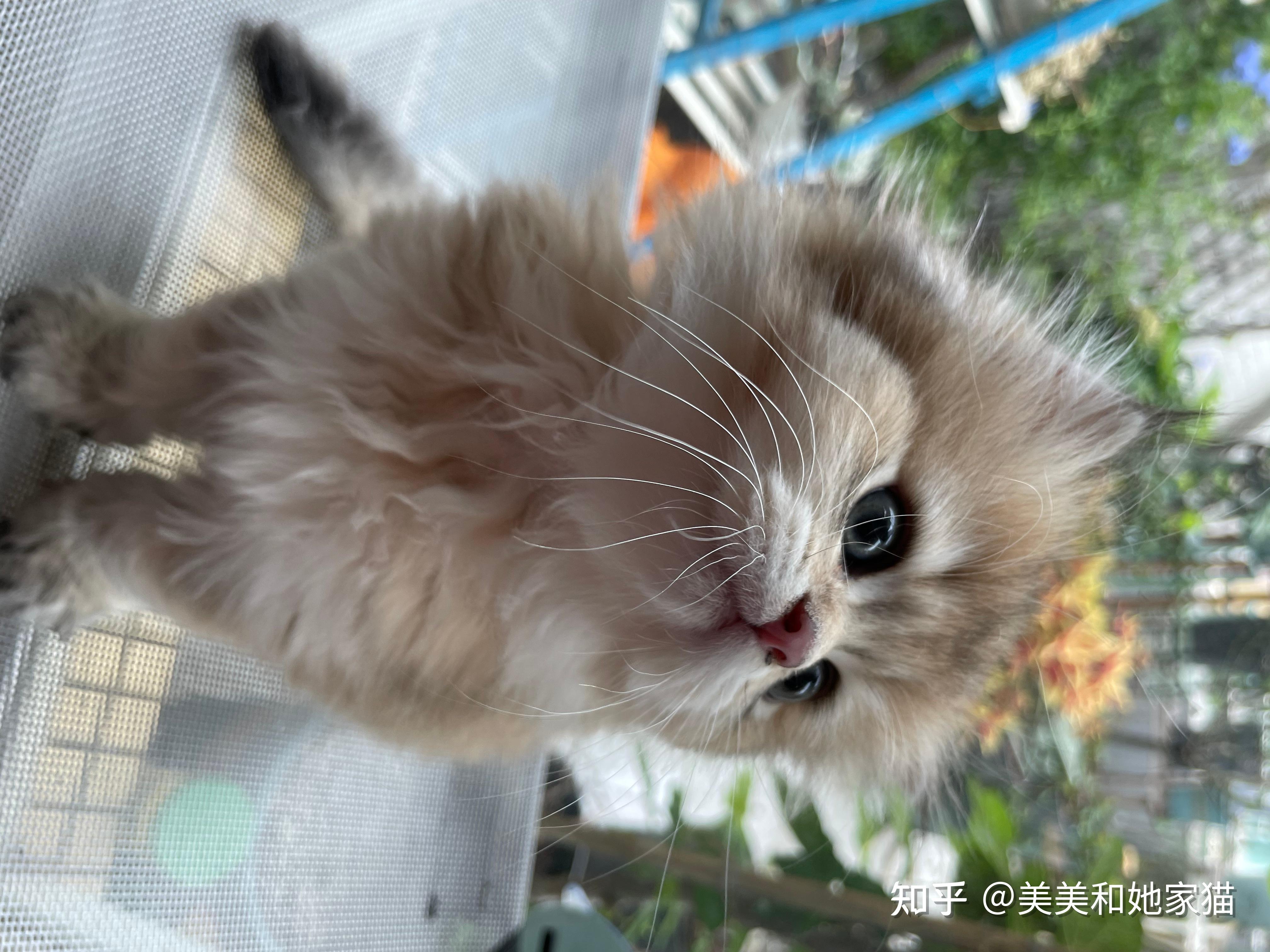 长毛金渐层小奶猫找家长 - 知乎