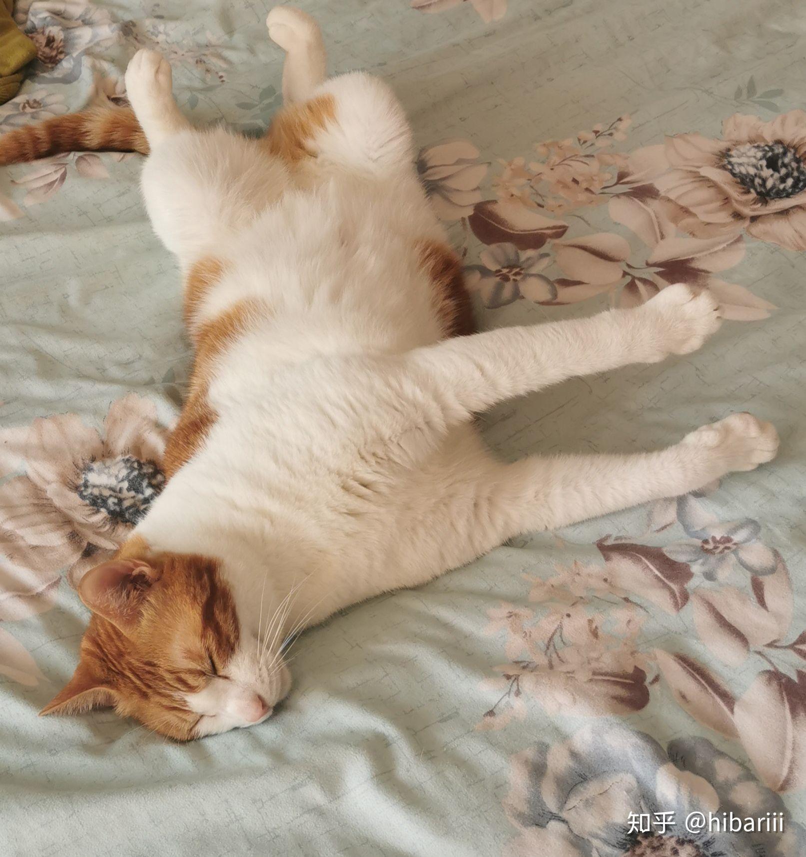 小猫咪睡觉都有什么奇怪的睡姿? - 知乎