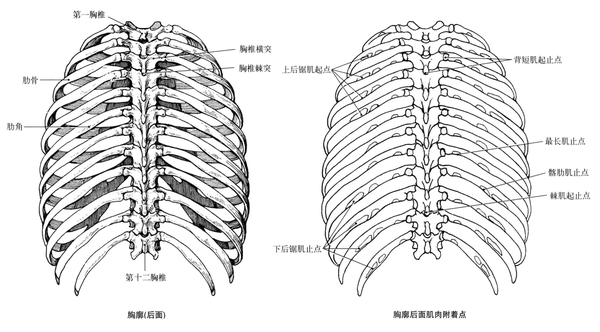 解剖学笔记 胸廓 关节 骨 知乎