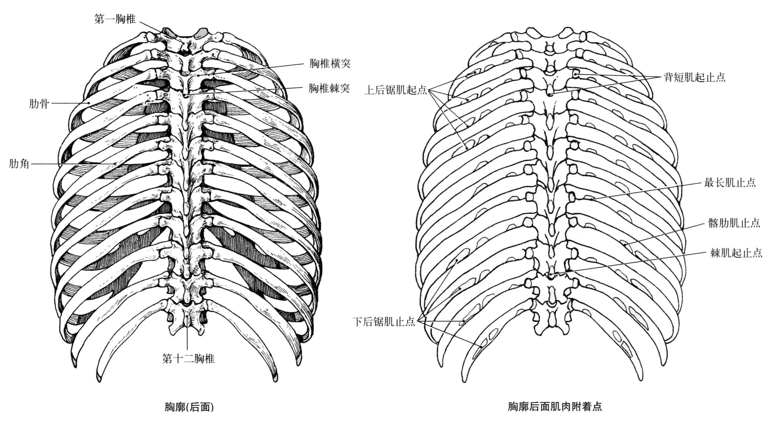 胸廓解剖结构图图片