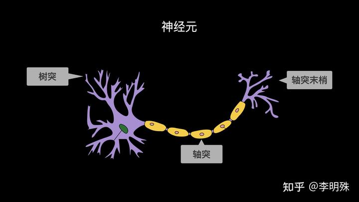 一个神经元就有多个树突,用来接受外外接的消息;轴突只有一条,用来