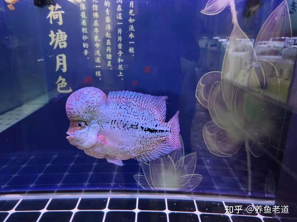 饲养肉食性中大型观赏鱼 有乐趣也有麻烦 很多鱼友将来都会遇到 知乎
