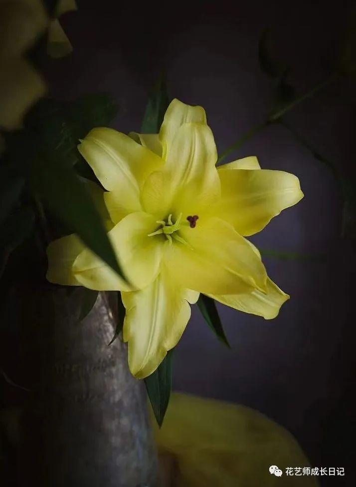 100朵百合vol10异国阳光百合阳光撒下的颜色