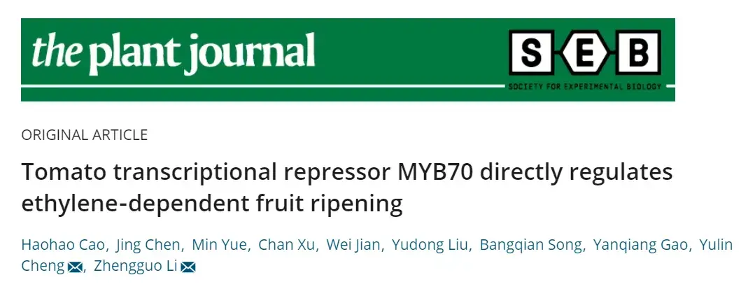 directly regulates ethylene-dependent fruit ripening的研究論文