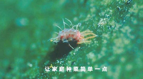 种菜教授 病虫害防治 彻底灭杀红蜘蛛虫害的4个方法 知乎