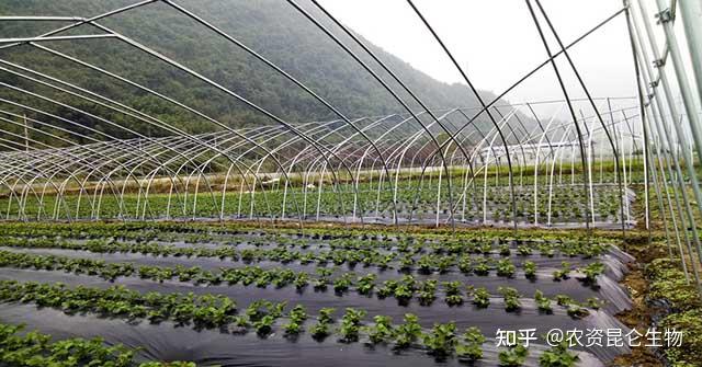 草莓一次衝施多少肥料草莓怎樣施肥能增產草莓噴施金泰靚葉面肥