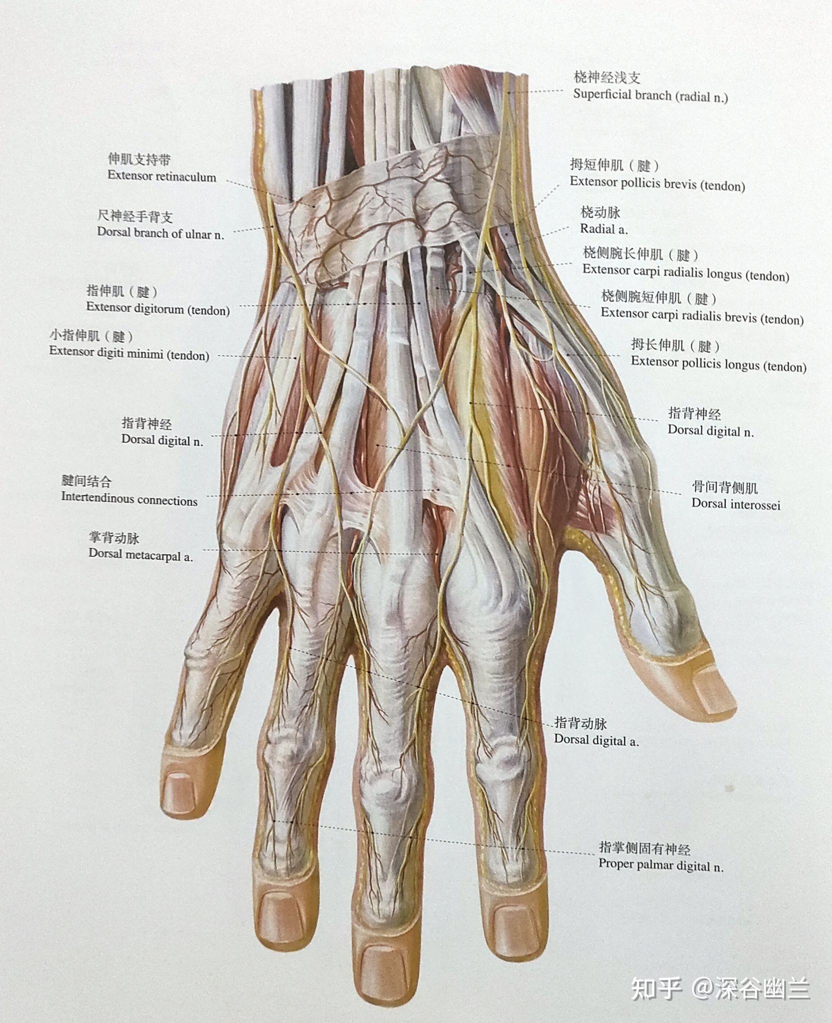 手背神经支配分布图图片