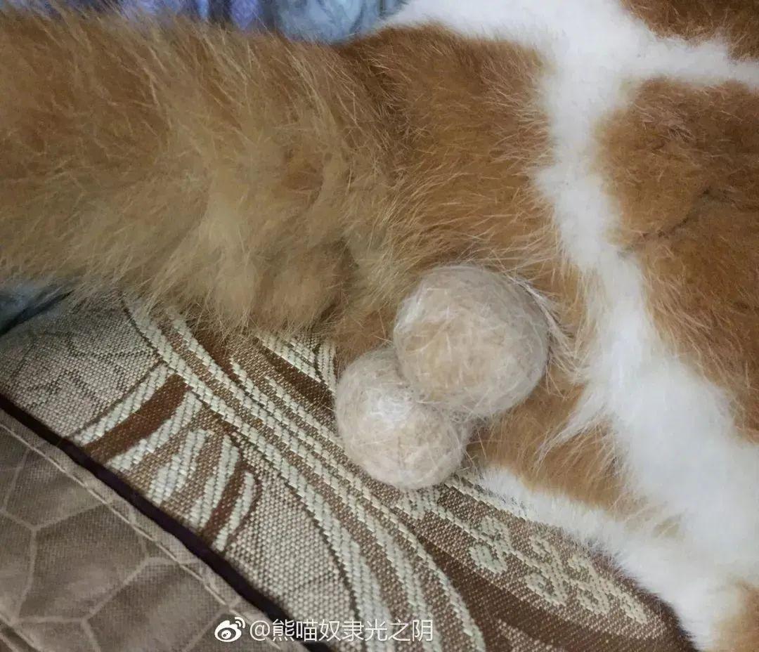 熊猫奴隶光之阴难道,阁下就是传…传说中的王铁蛋!