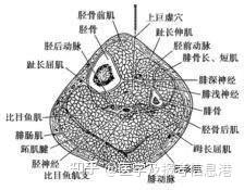 天枢穴、关元穴、上巨虚穴,治疗肠道疾病首选穴位 - 知乎