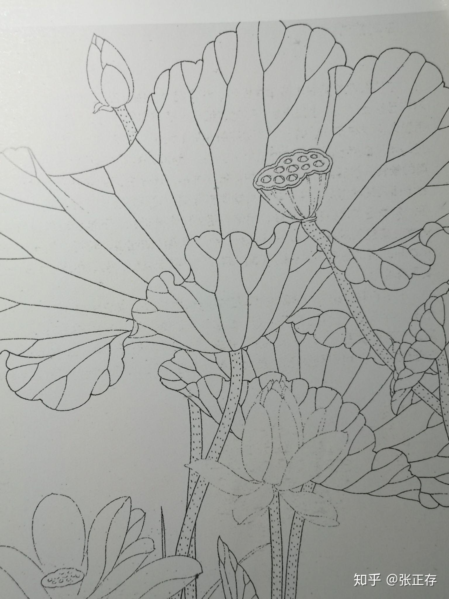 浅谈工笔荷花技法