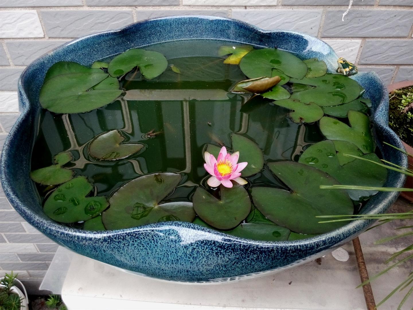 别墅庭院水缸的摆放和造景技巧