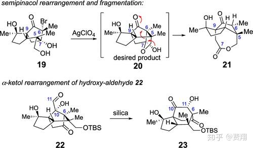 一种来自八角茴香果实的神经保护天然物倍半萜illisimonina的全合成和