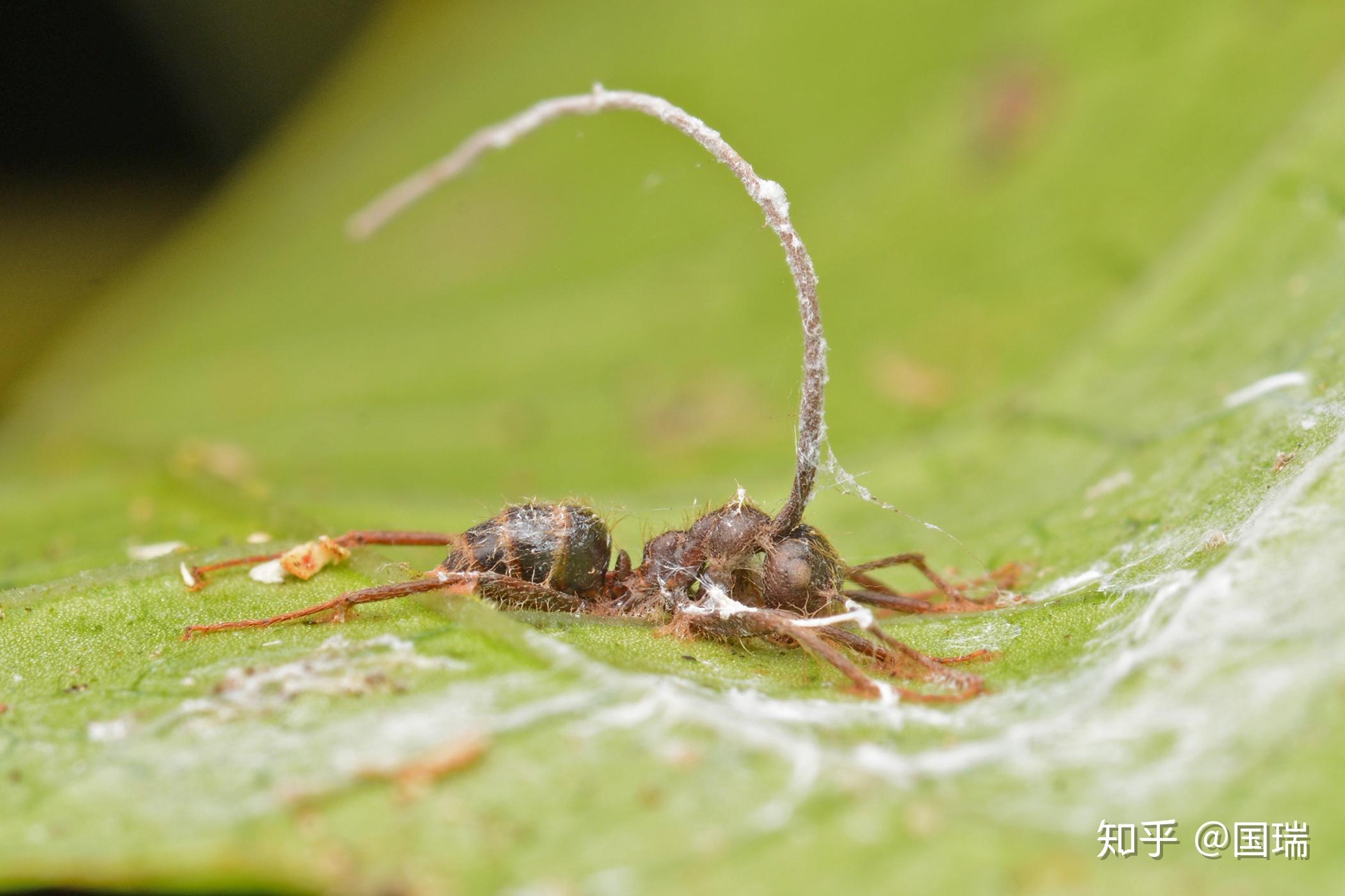 谈谈《自私的基因》——基因(gene)与模因(meme) - 知乎