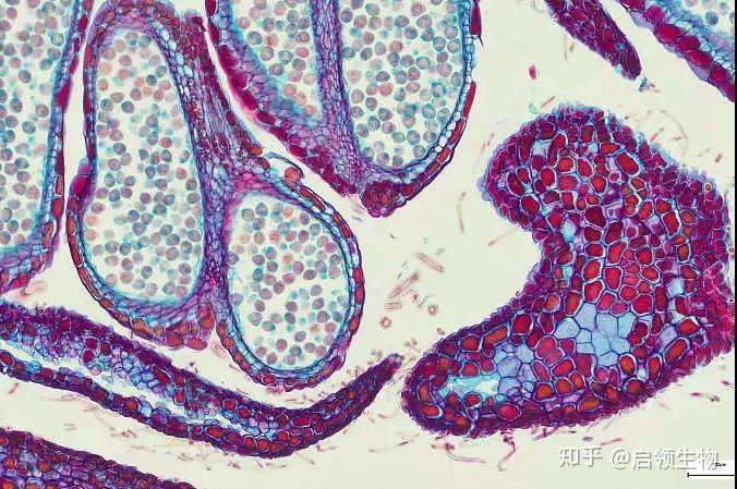 细胞破碎技术与方法