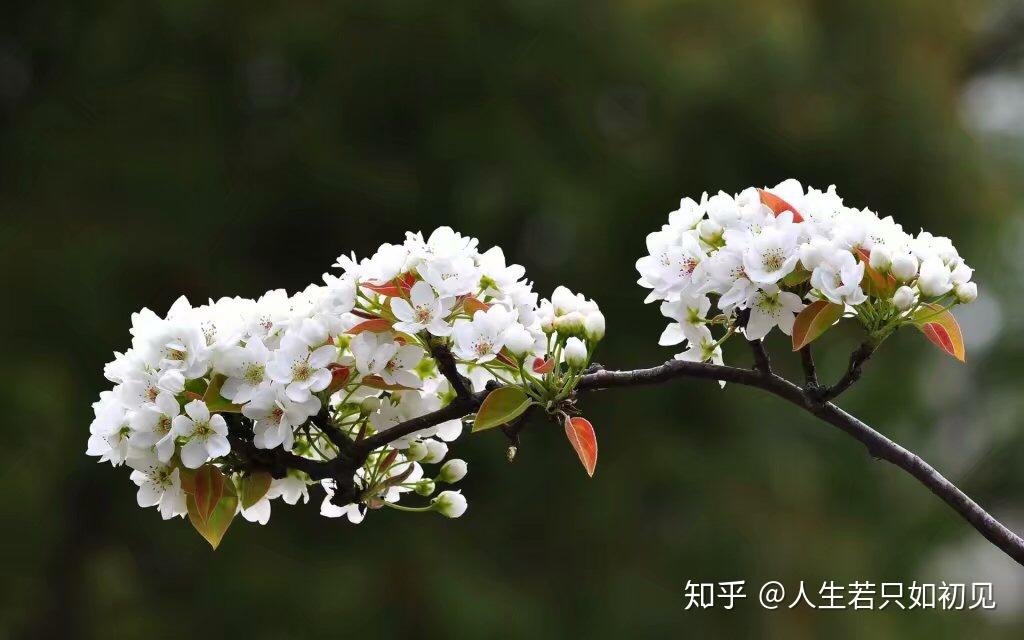 欲黄昏,雨打梨花深闭门 - 知乎