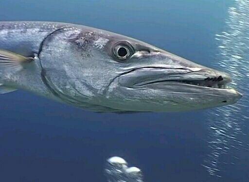 黑白相间的海鱼