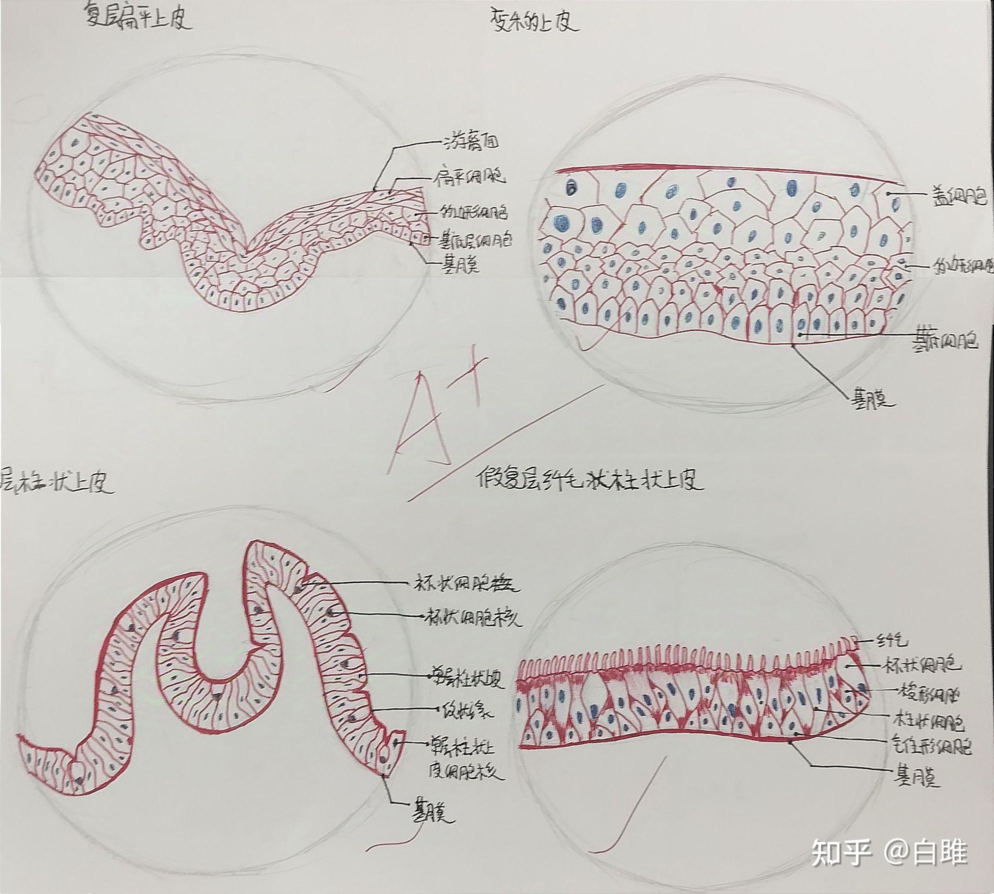 胃的六层,复层扁平上皮,变移上皮,单层柱状上皮,假复层纤毛状柱上皮