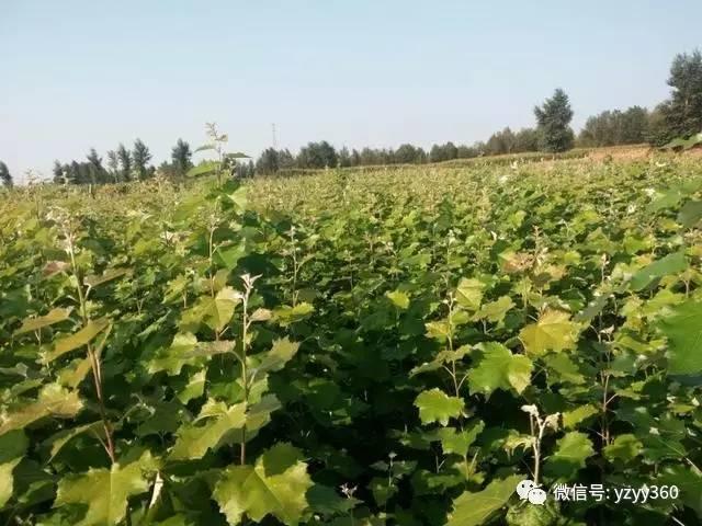 种植这些农作物，一亩地能挣1万块钱！ - 知乎