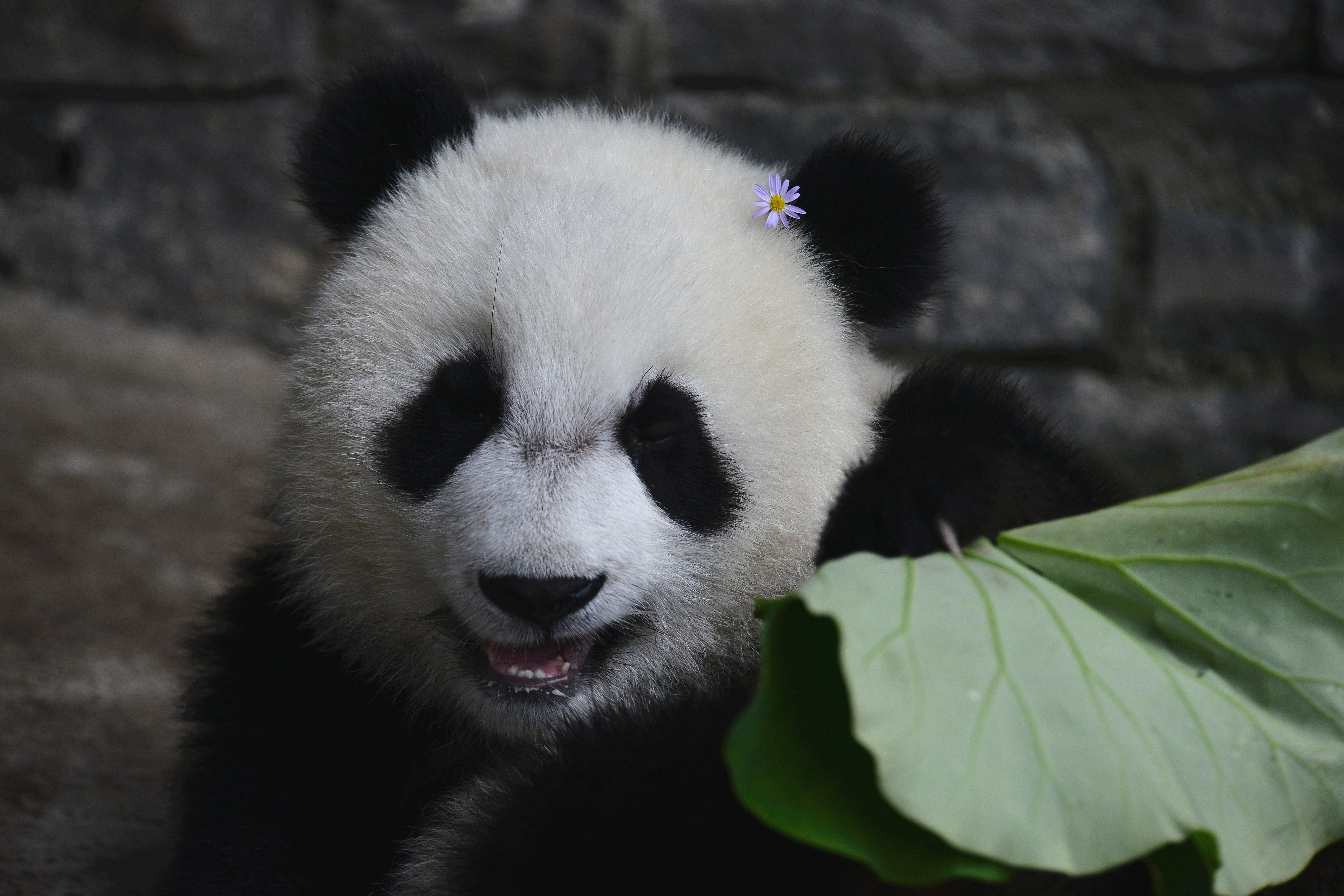 佛系动物大熊猫的牙齿成长史