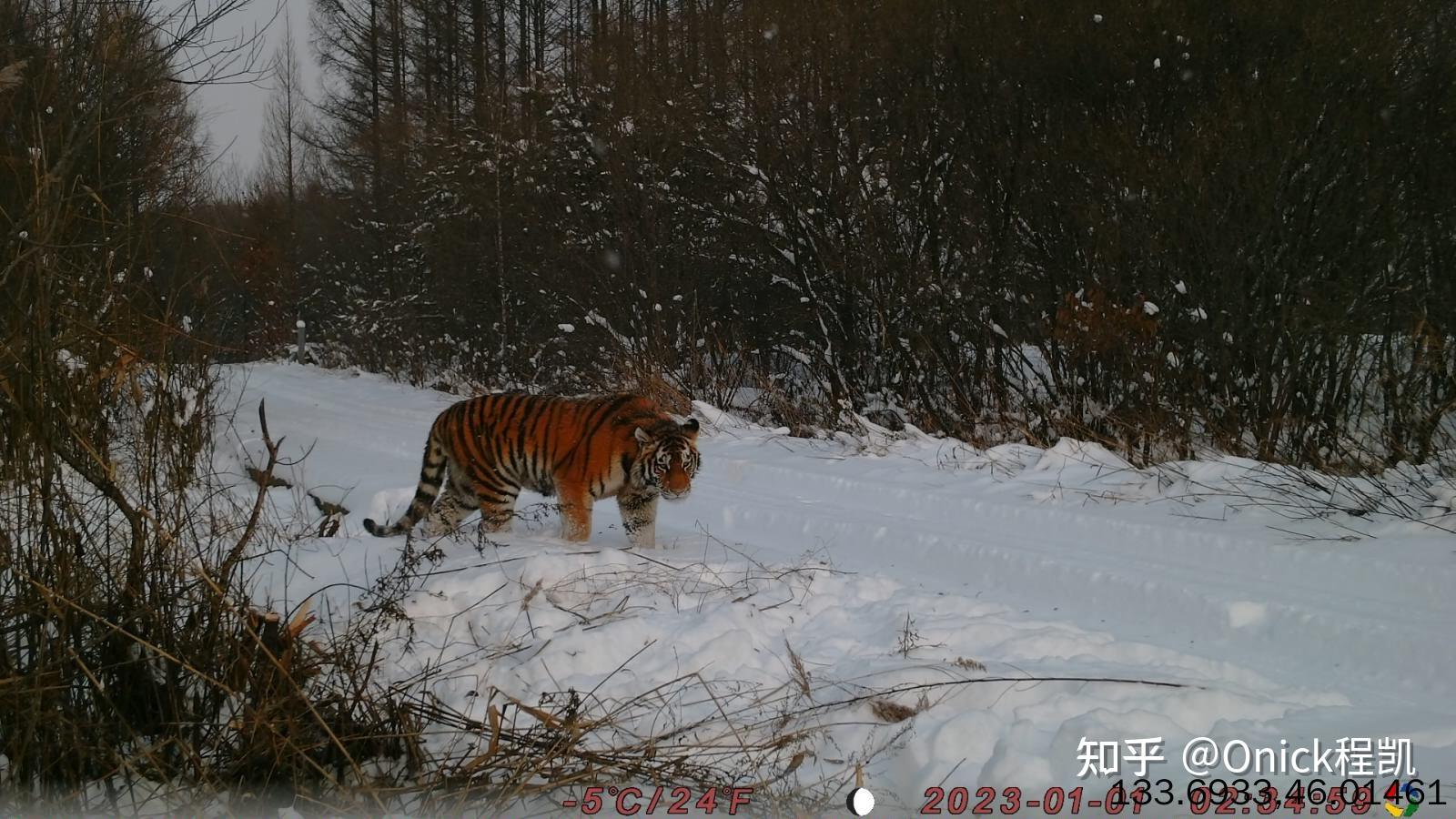 密山发现东北虎图片