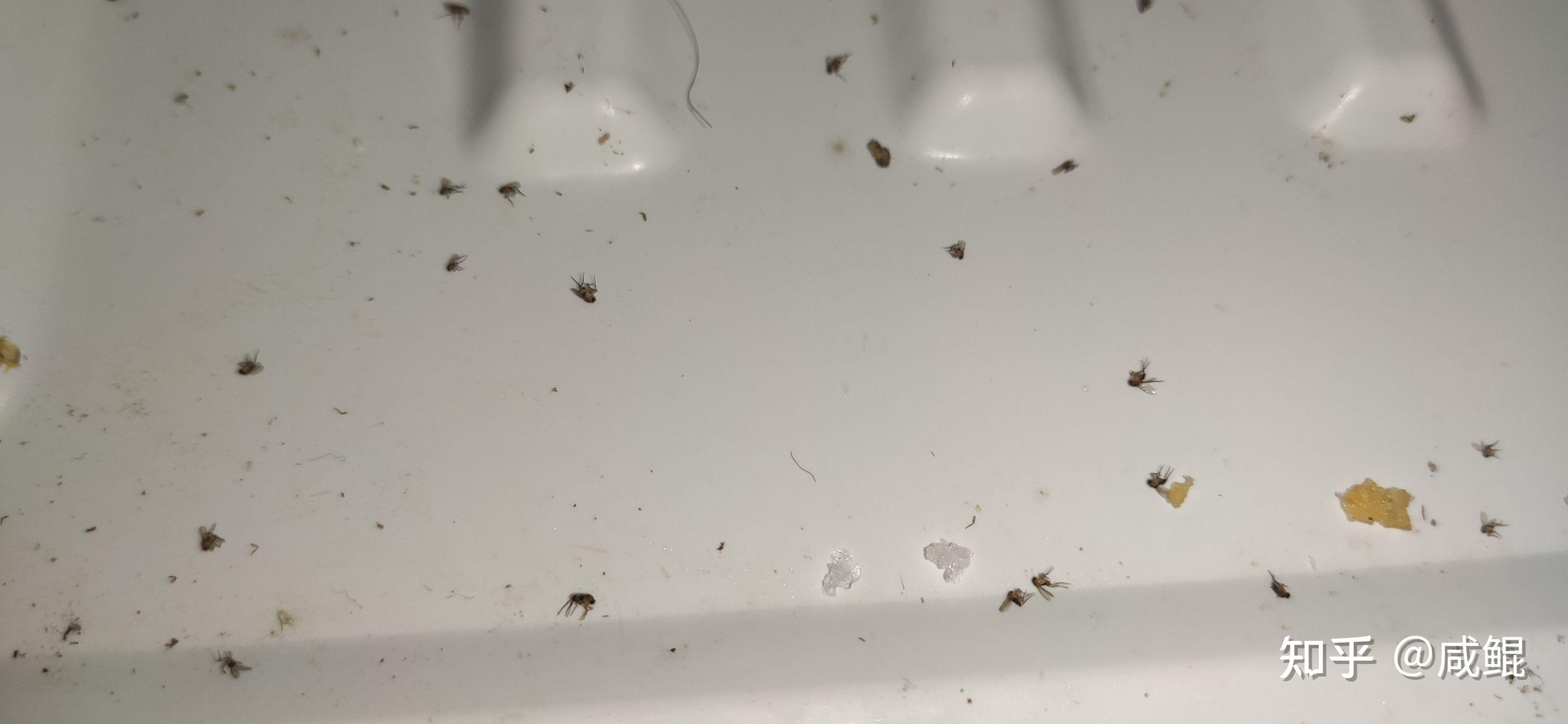 冰箱冷藏室出现小虫子啥情况有人知道吗