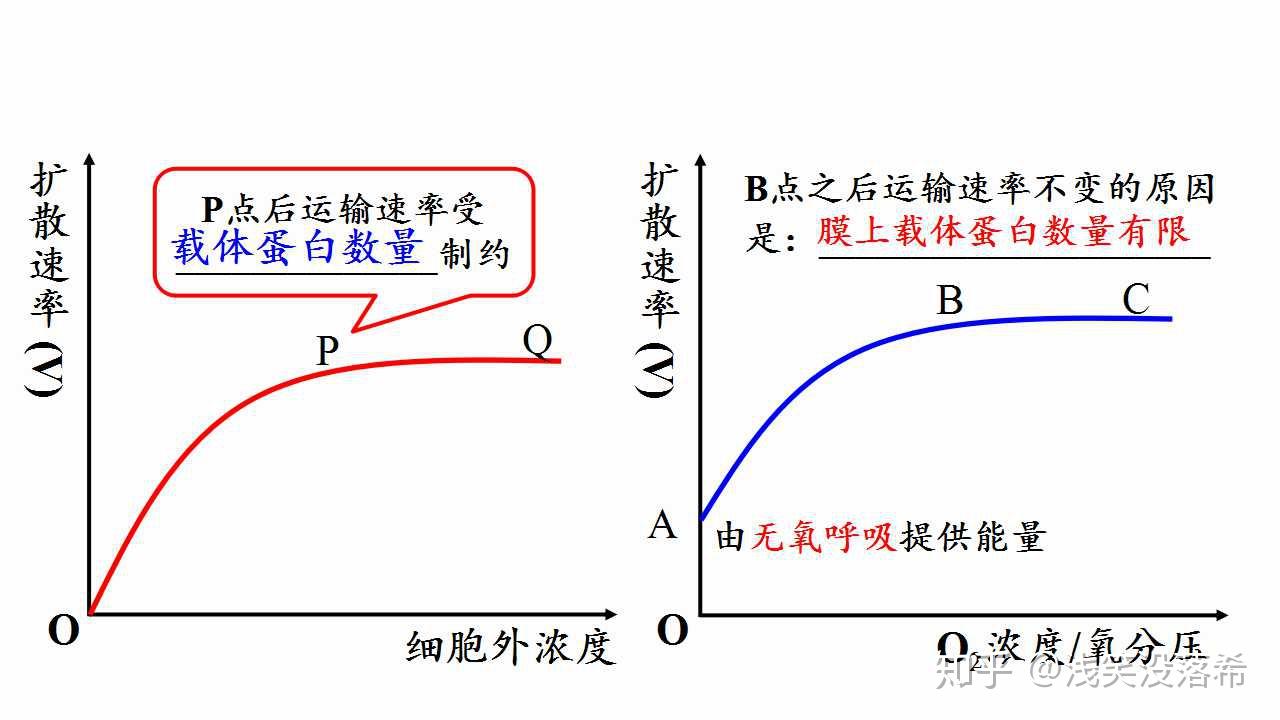 主动运输的曲线图图片