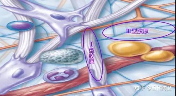 胶原蛋白靠吃出来靠谱吗